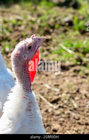 Turkey Broad breasted White Stock Photo - Alamy
