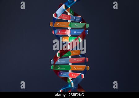 One DNA structure model on dark background Stock Photo