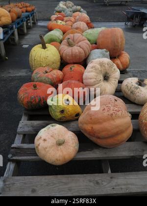 White and orange Decorative Pumpkins with Warts and Bumps Stock Photo