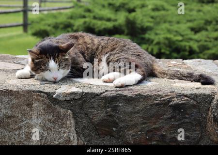 A gray tabby cat sleeping on a stone wall Stock Photo