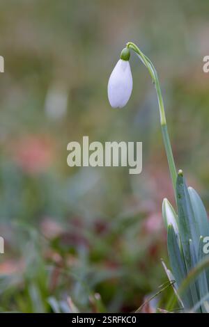Single Snowdrop flower Stock Photo