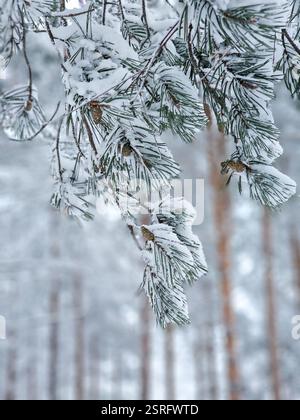 Snow covered branches of pine tree Stock Photo