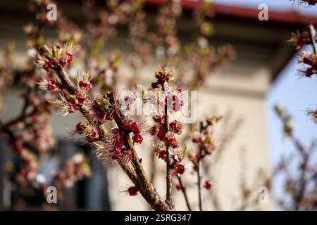 a tree with small pink flowers that bloom in spring. Stock Photo