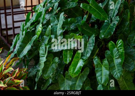 Close-up view of  Philodendron leaves on plant Stock Photo