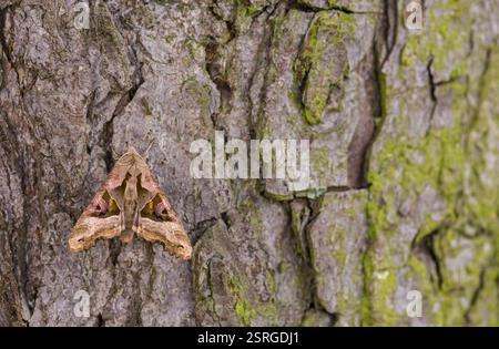Phlogophora meticulosa,  found sheltering from the wind on a Horse chestnut tree trunk, Co Durham, Octobermoth, Sngle Stock Photo
