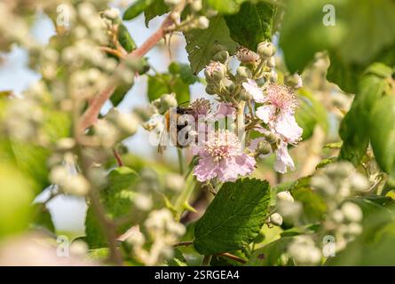 Common carder bee Bombus pascuorum, taking pollen from bramble flowers, Rubus fruiticosus, coastal pathway, Norfolk, June Stock Photo
