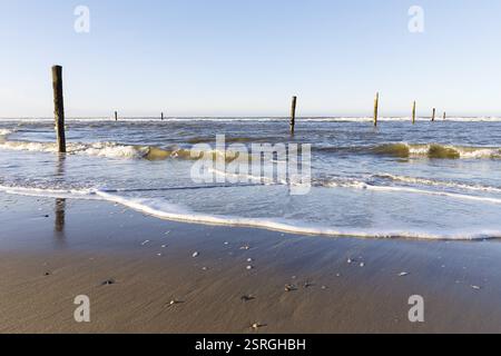 Shells lying on the beach, view of the sea, North Beach of Norderney, Lower Saxony, Germany, Europe Stock Photo