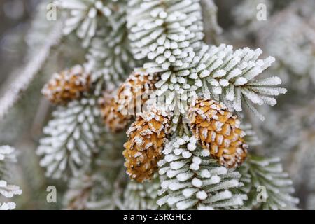 Cones on a coniferous branch with hoarfrost, Germany, Europe Stock Photo