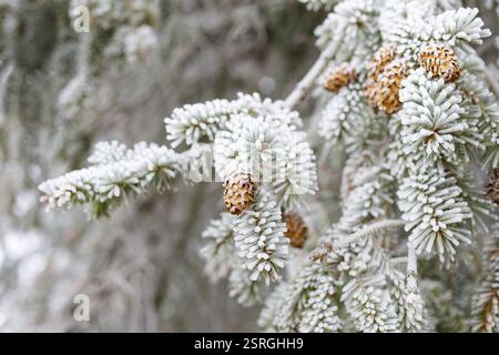 Cones on a coniferous branch with hoarfrost, Germany, Europe Stock Photo