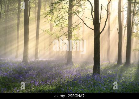 Carpet of Bluebells in misty woods with morning sunlight breaking through tree canopies. Dorset, England. Stock Photo