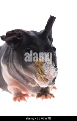 Skinny guinea pig on the white, poland Stock Photo - Alamy