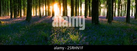 Magical bluebell woodland with long shadows at sunrise in Dorset forest, UK. Stock Photo