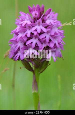 Pyramidal Orchid (Anacamptis pyramidalis) taken on the Jubilee Nature Trail in Southport, Lancashire, UK on 11th July 2016. Stock Photo