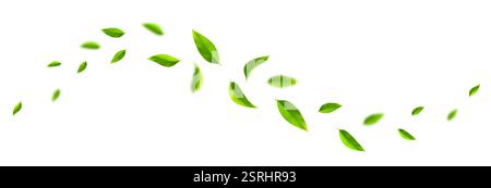Green leaves waves. Flying green leaves in the air. Fresh mint leaves isolated on white background. Vector illustration. Stock Vector