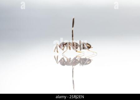 (Tetracneminae), Insecta, Chimney Lakes, Jacksonville, FL, USA ...