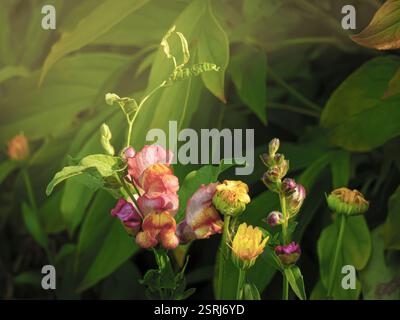 Blooming snapdragons and marigolds in sunlight Stock Photo