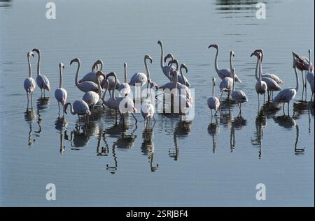 Birds, greater flamingo phoenicopterus rubber, Mandvi, Kutch, Gujarat, India, Asia Stock Photo