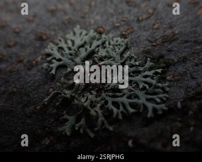 Fringed Rosette Lichen (Physcia tenella), Fungi, James Bay, Victoria, BC, Canada, on tree trunk Stock Photo