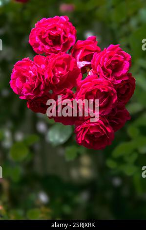 A close-up of the blossom of a beautiful red rose in all its splendour Stock Photo