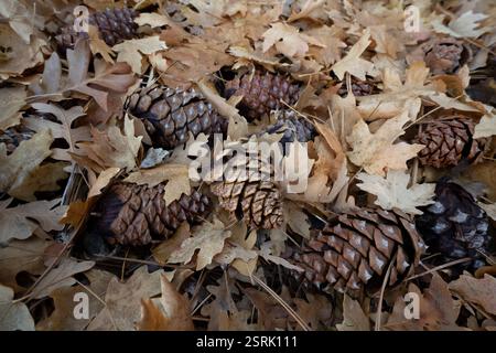 Fallen pine cones and leaves on the forest floor Zion National Park Stock Photo