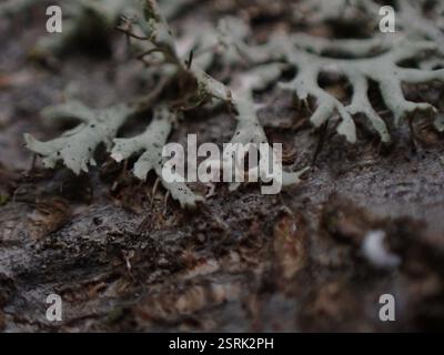 Fringed Rosette Lichen (Physcia tenella), Fungi, James Bay, Victoria, BC, Canada, on tree trunk Stock Photo