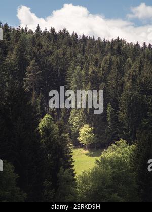 A dense coniferous forest with a sunlit clearing in the middle, framed by a bright blue sky and fluffy white clouds. The contrast between light and sh Stock Photo