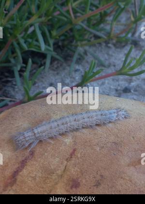 Mitch Insect Butterflies and Moths (Lepidoptera), Insecta, Mitchells Plain, Cape ...