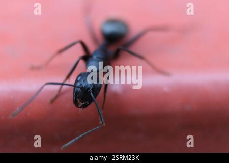 Eastern Black Carpenter Ant (Camponotus pennsylvanicus), Insecta, Medway, London, ON, Canada Stock Photo