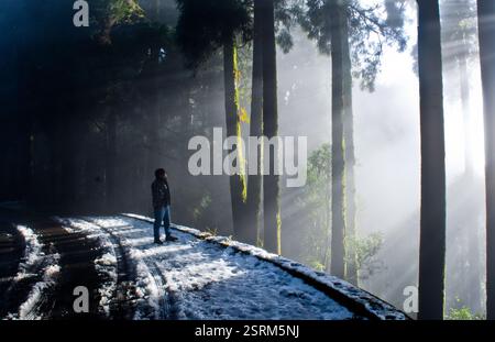 A lonely man stands on a snow-covered road, gazing toward sunrays streaming through the misty pine forest, lost in the quiet glow of winter. Stock Photo