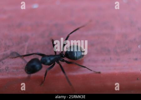 Eastern Black Carpenter Ant (Camponotus pennsylvanicus), Insecta, Medway, London, ON, Canada Stock Photo