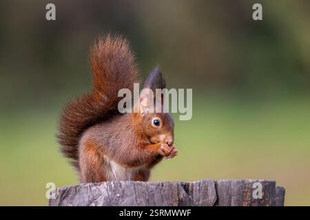 A European Red squirrel (Sciurus vulgaris) sitting on a tree stump eating with its bushy tail pointing upwards. Stock Photo