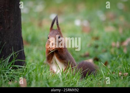A European Red squirrel (Sciurus vulgaris) foraging for walnuts on autumn leaf covered ground. Stock Photo