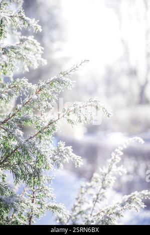 Snow covered branches close up background Stock Photo