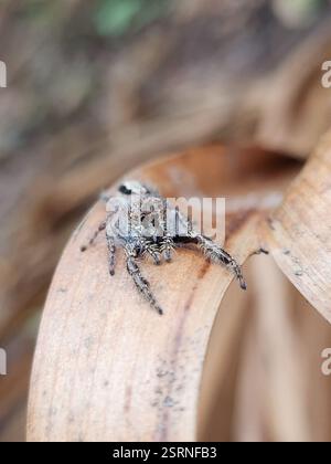 Superb Jumping Spider (Sandalodes superbus), Arachnida, Maroochy - Mooloolaba, AU-QL, AU, Approx. 15mm long Stock Photo