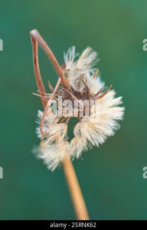 close-up of wilted gerbera daisy flower with brown textured seed head and bent or curved stem, soft focus with blurry background Stock Photo