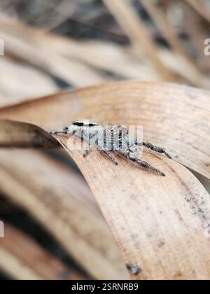 Superb Jumping Spider (Sandalodes superbus), Arachnida, Maroochy - Mooloolaba, AU-QL, AU, Approx. 15mm long Stock Photo