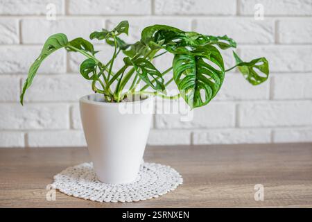Monstera monkey mask standing on a white crochet plant pot mat. Decorative houseplant Stock Photo