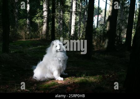 A white beautiful Samoyed dog sits in a dark forest illuminated by a sunbeam and looks up Stock Photo