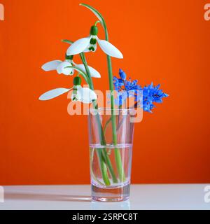 White snowdrops and blue squills spring flowers in small glass on orange background. Minimalist floral arrangement. Stock Photo