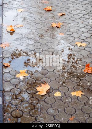 fallen leaves on wet pavement after melting snow in Yerevan city on winter day Stock Photo