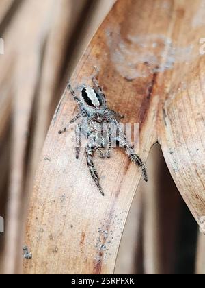 Superb Jumping Spider (Sandalodes superbus), Arachnida, Maroochy - Mooloolaba, AU-QL, AU, Approx. 15mm long Stock Photo