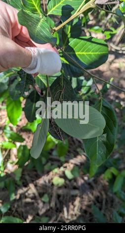 Beach Alectryon (Alectryon coriaceus), Plantae, Beach St at Goleby Esp ...