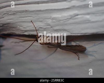 (Ophion), Insecta, Val Marie No. 17, SK S0N, Canada Stock Photo - Alamy