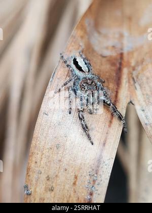 Superb Jumping Spider (Sandalodes superbus), Arachnida, Maroochy - Mooloolaba, AU-QL, AU, Approx. 15mm long Stock Photo
