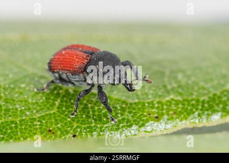 (Laemosaccus nephele), Insecta, Chimney Lakes, Jacksonville, FL, USA ...