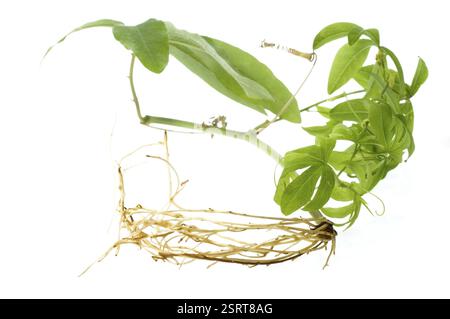 Baby plant with root system Stock Photo - Alamy