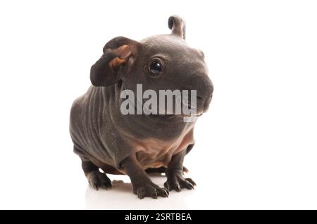 Skinny guinea pig, poland Stock Photo - Alamy