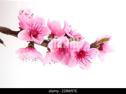 Beautiful pink peach flowers blooming on a branch in spring, isolated on a white background Stock Photo