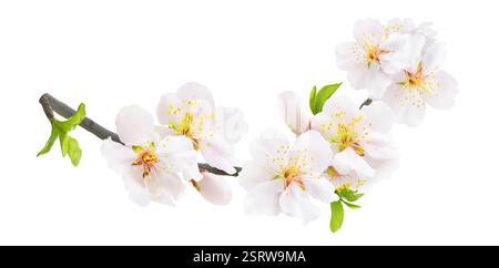 Branch of blooming almond tree in spring with white almond blossoms, buds and leaves isolated on white background Stock Photo