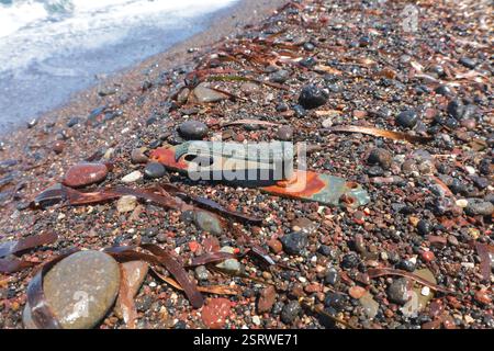 A weathered and rusted antique door handle lies among wet pebbles and seaweed on a rocky beach Stock Photo